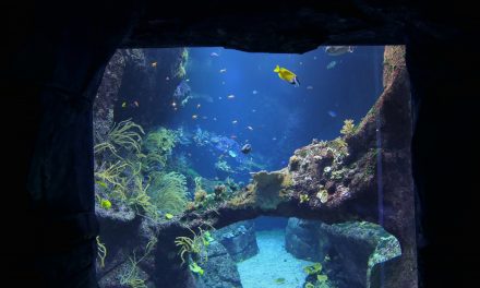 Idée de sortie : l’Aquarium de Biarritz